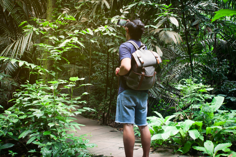jungla Amazon