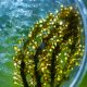 fertilizare in vitro